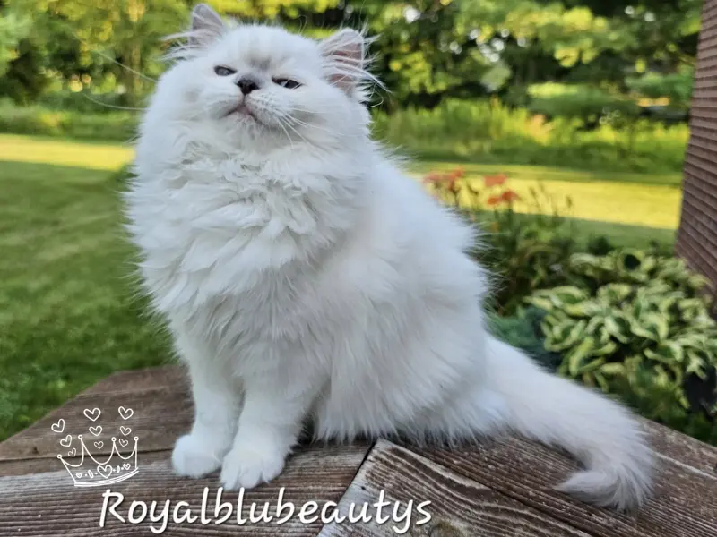 Personality of lilac mitted ragdoll