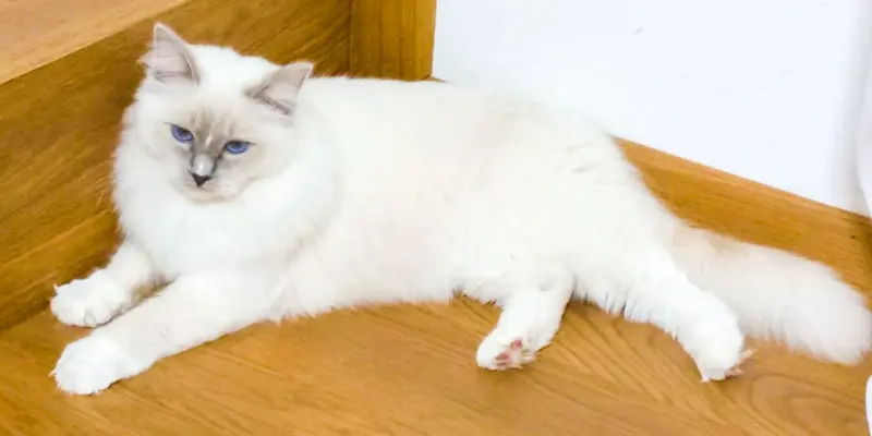 Lilac Mitted Ragdoll cat