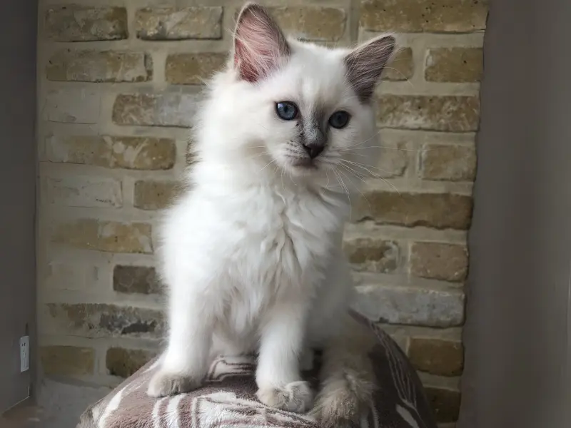 Lilac Point Ragdoll Image Lilac Point Ragdoll Cats