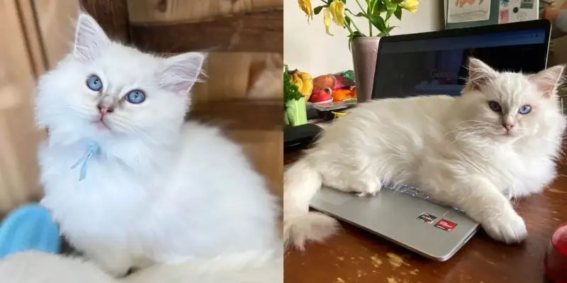 Lilac ragdoll cat