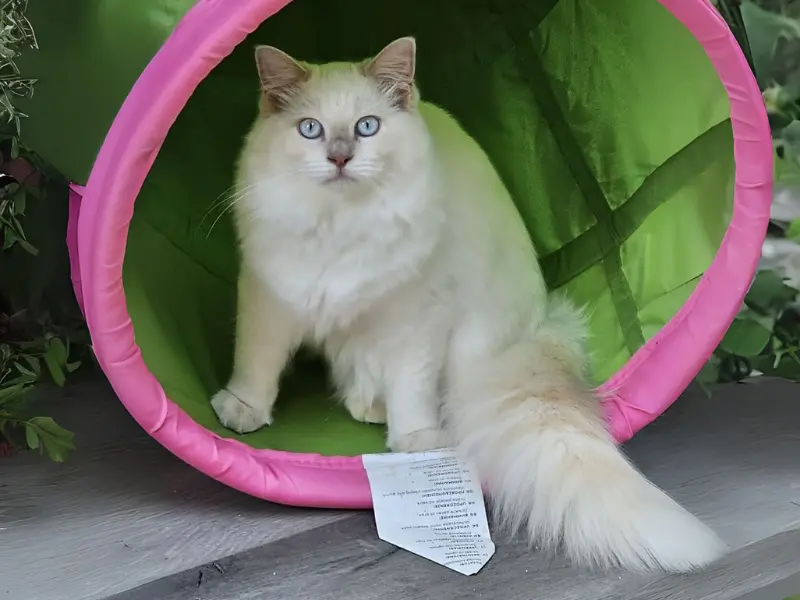 Lilac Pointed Ragdoll