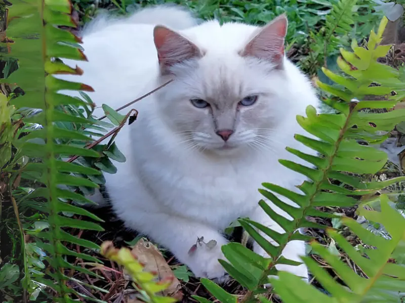 Lilac Ragdoll Point