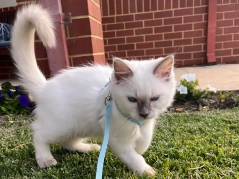 Lilac Ragdoll Cat Breed