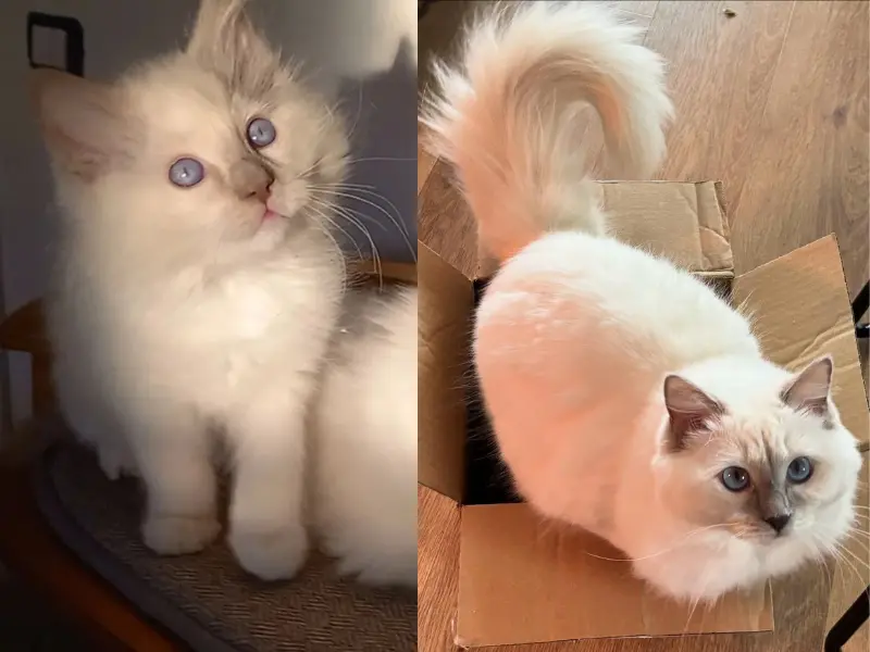 Kitten color changes of lilac ragdoll