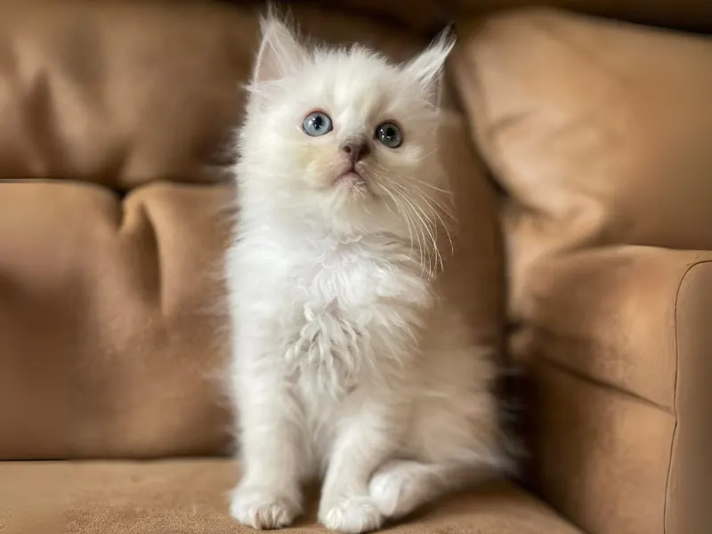 Lilac ragdoll kitten for sale near me