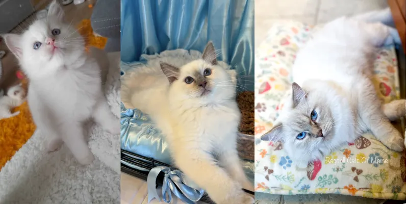Growth stages of lilac ragdoll kitten