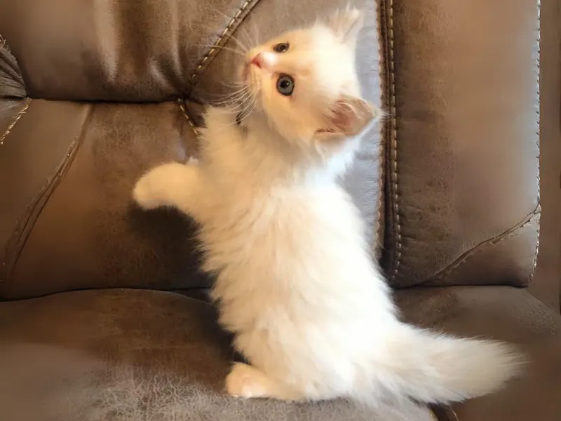 Lilac Ragdoll kitten in happy mood