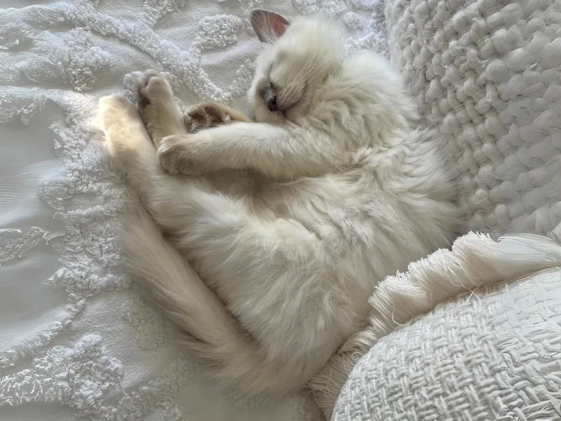 Lilac Ragdoll Kitten Personality
