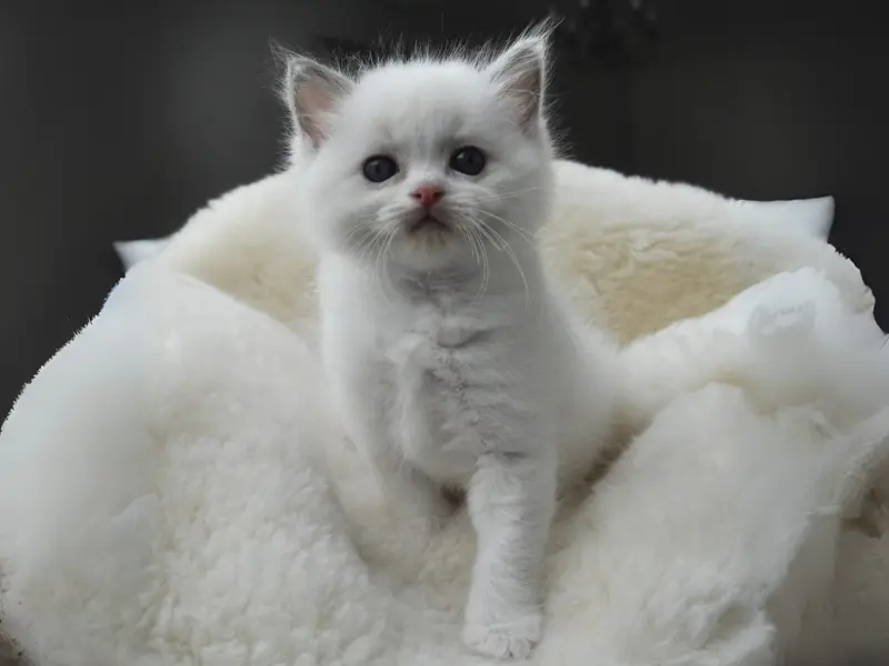 Lilac Ragdoll Kitten in Tabby