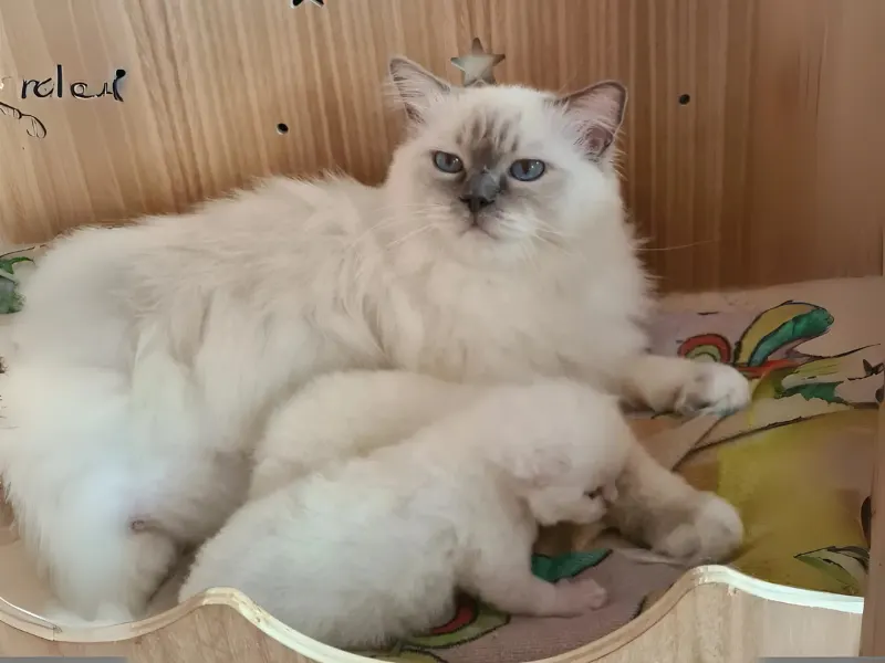Lilac Ragdoll Kitten