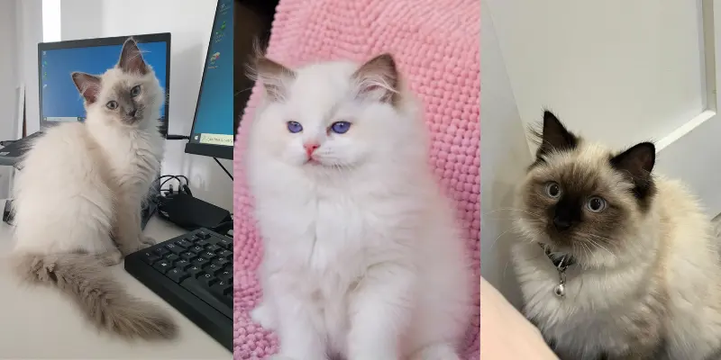 Lilac ragdoll breed comparison