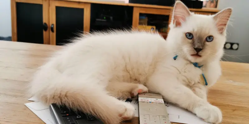 Lilac seal point ragdoll