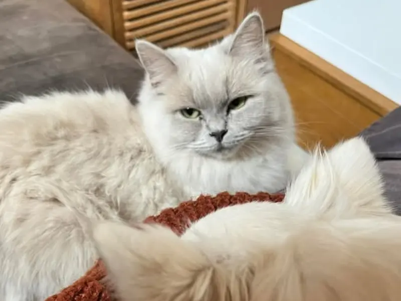 Sepia Lilac Ragdoll