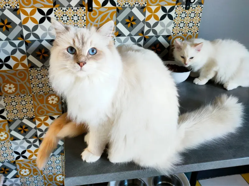 Tabby Lilac Ragdoll in Mitted