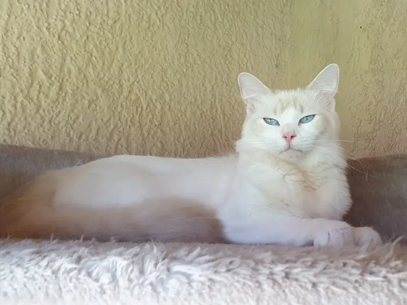 Tabby Lilac Ragdoll