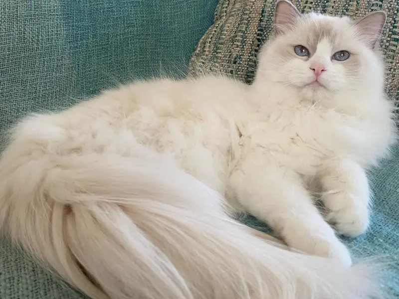 Tortie Bicolor Lilac Ragdoll