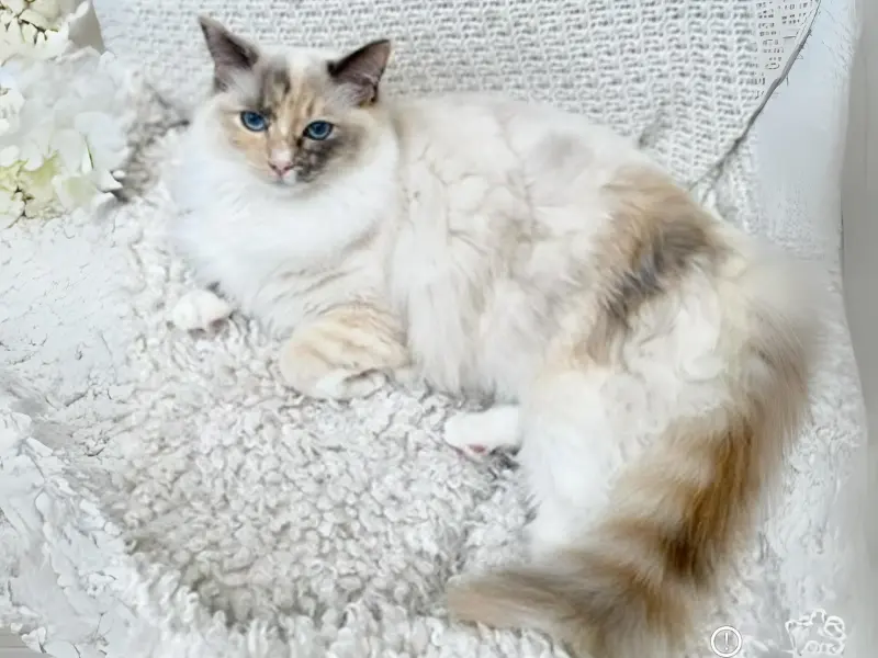Lilac Tortie Ragdoll
