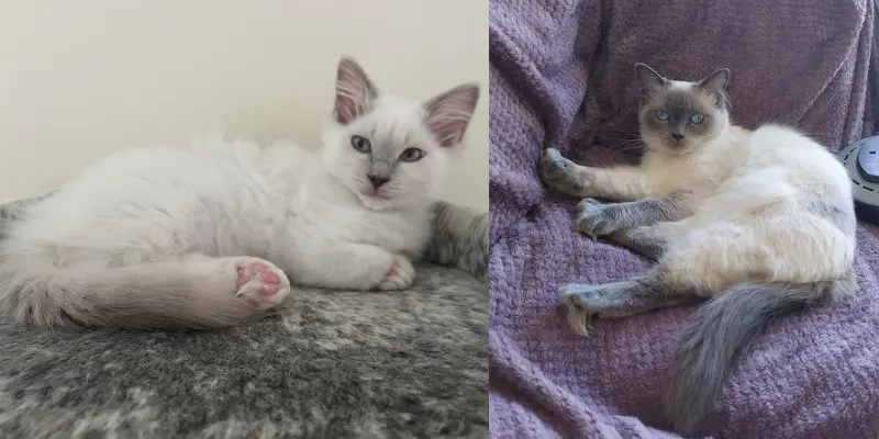 lilac vs blue point ragdoll