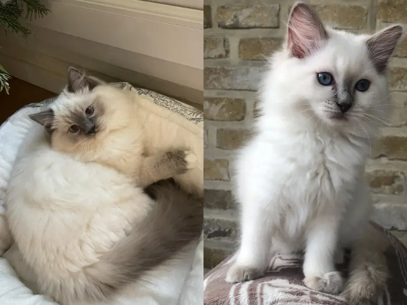 Lilac Vs Blue Ragdoll Lilac vs Blue Point Ragdoll