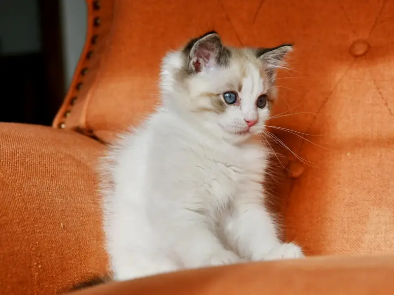 kitten mix of seal and lynx point ragdoll