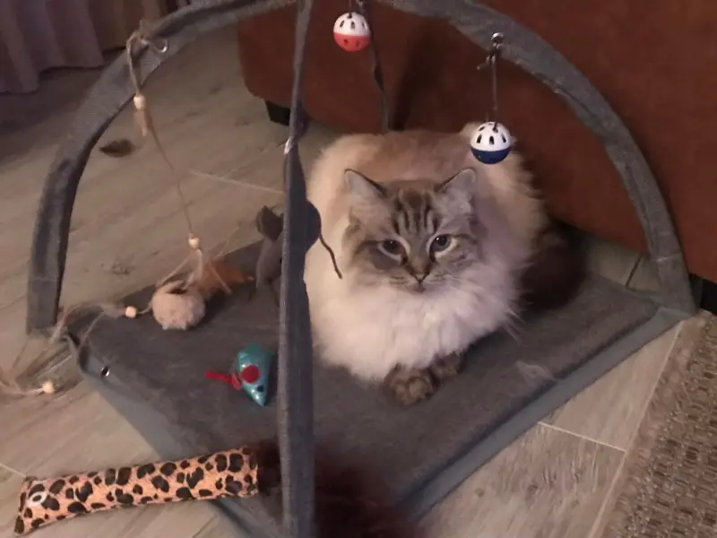 seal point ragdoll lynx mix