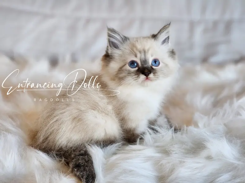seal lynx point ragdoll