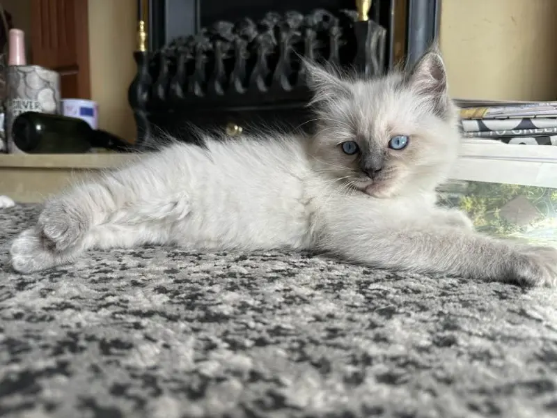 Male Blue Point Ragdoll