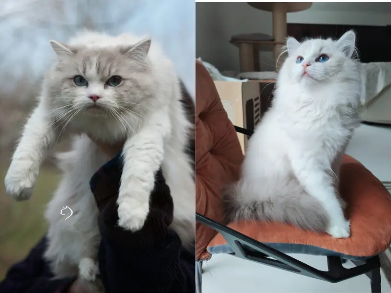 male and female blue bicolor lynx ragdoll