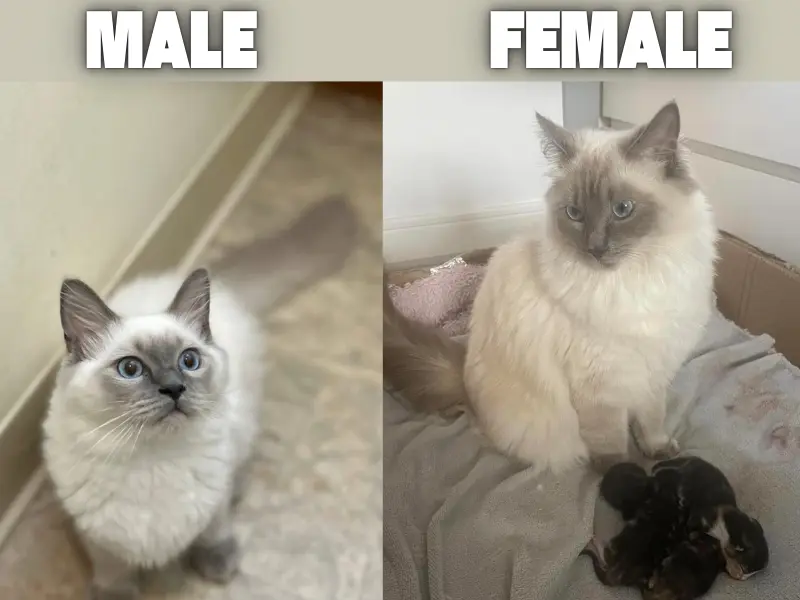 Male And Female Blue Point Ragdolls