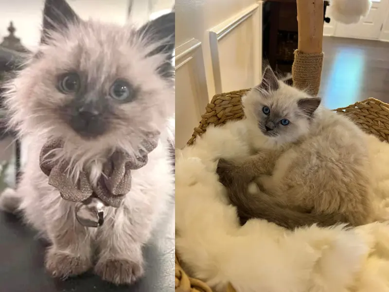 Male and female seal blue point ragdoll