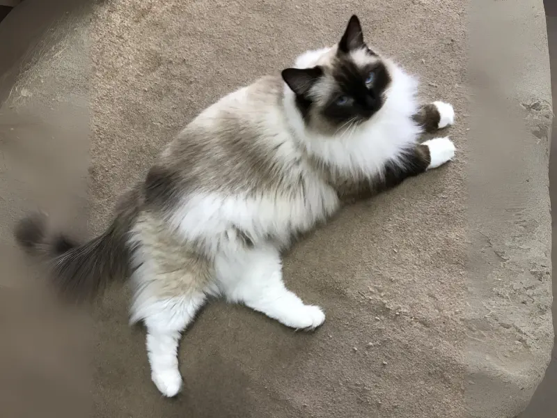 Seal point mitted ragdoll