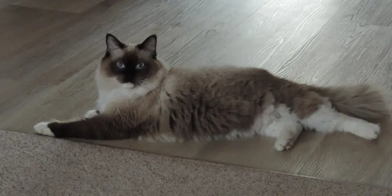Mitted Seal Point Ragdoll seal mitted ragdoll point