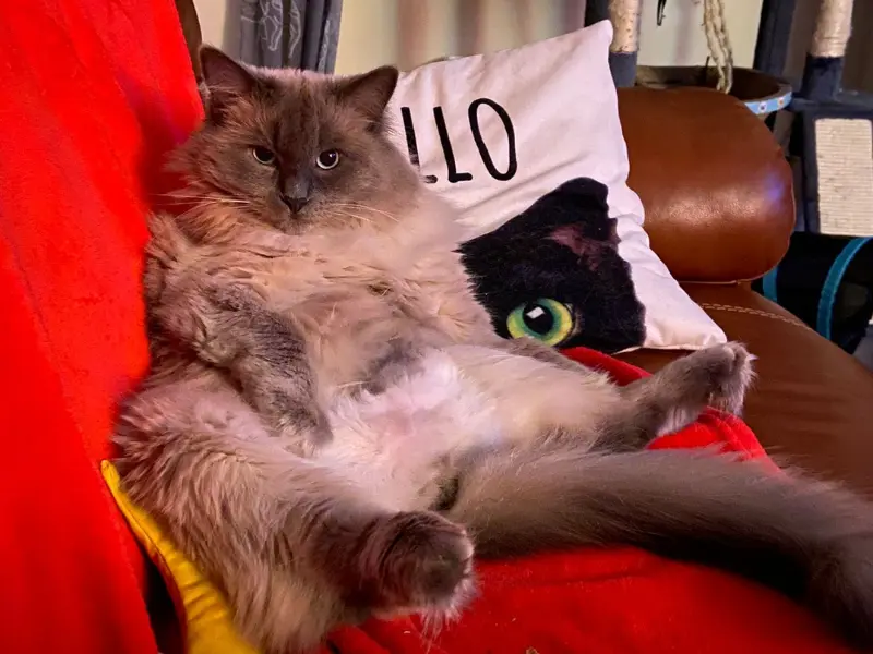 mix of seal and blue point ragdoll