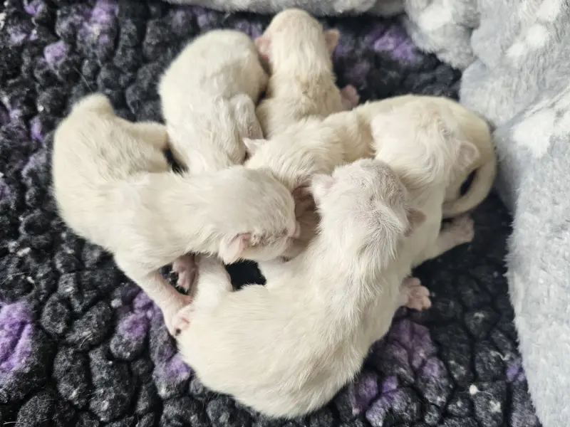 Seal Point Ragdoll Kittens