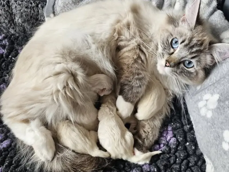 One Week Seal Point Ragdoll one week old seal point ragdoll kitten