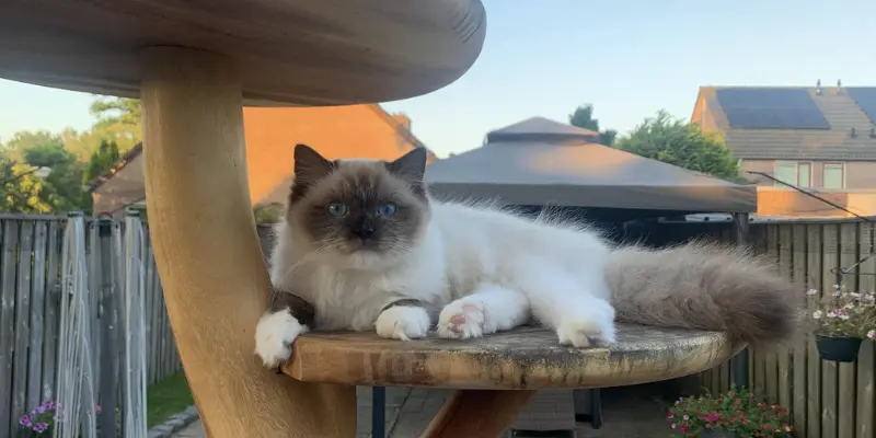 One Year Seal Point Ragdoll one year old seal point ragdoll kitten