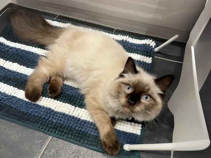 Personality Of Seal Point Ragdoll seal point ragdoll personality