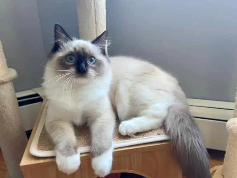 points in blue point ragdolls