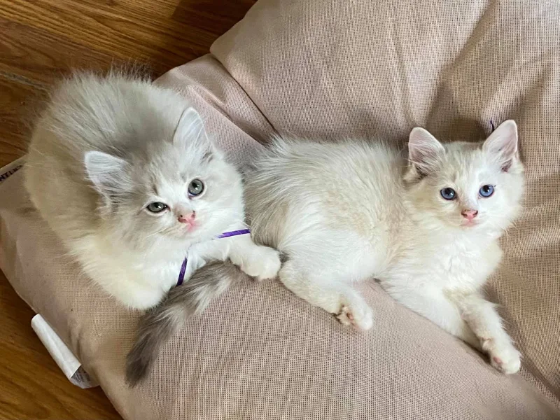 two Lilac ragdoll kittens