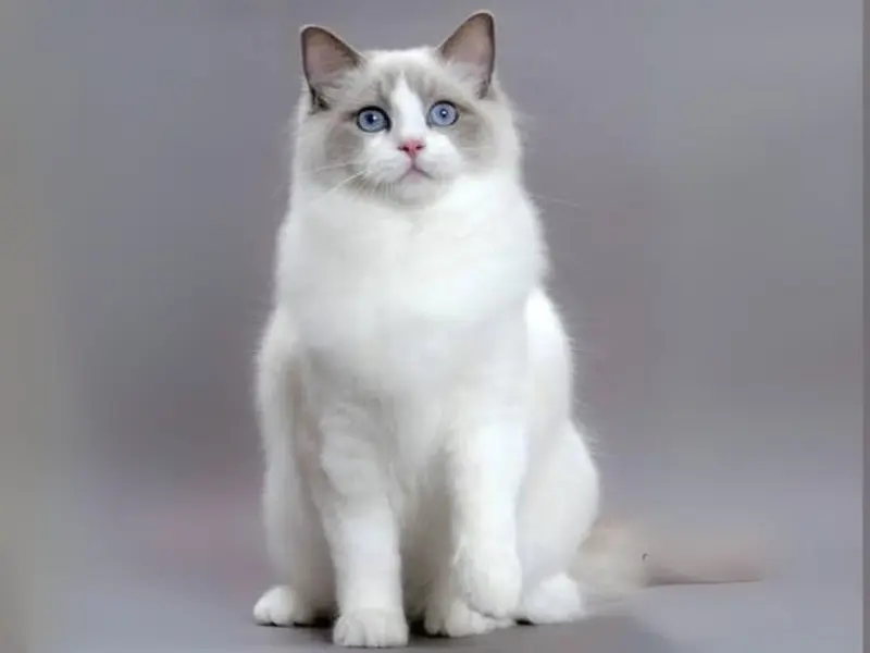 Pure blue point bicolor ragdoll