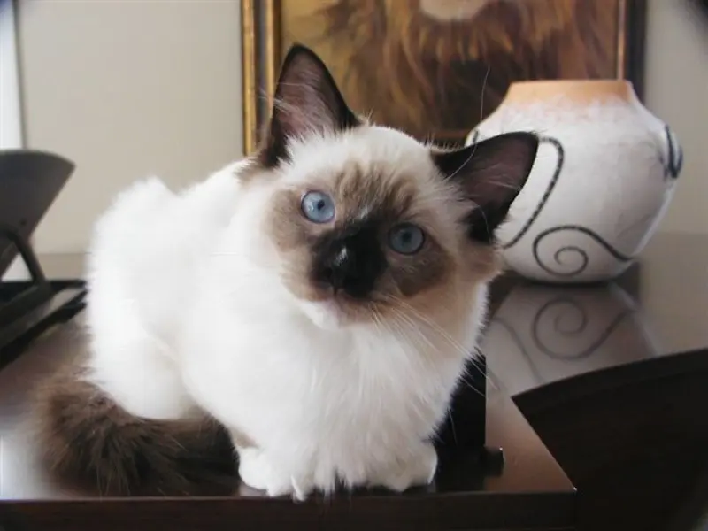 Pure Seal Point Ragdoll Cat Seal point ragdoll cat
