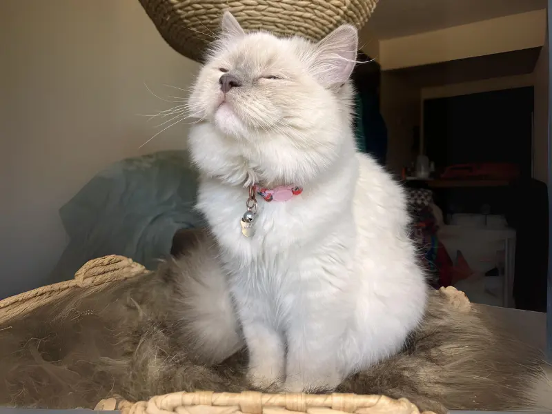 Lilac blue ragdolls