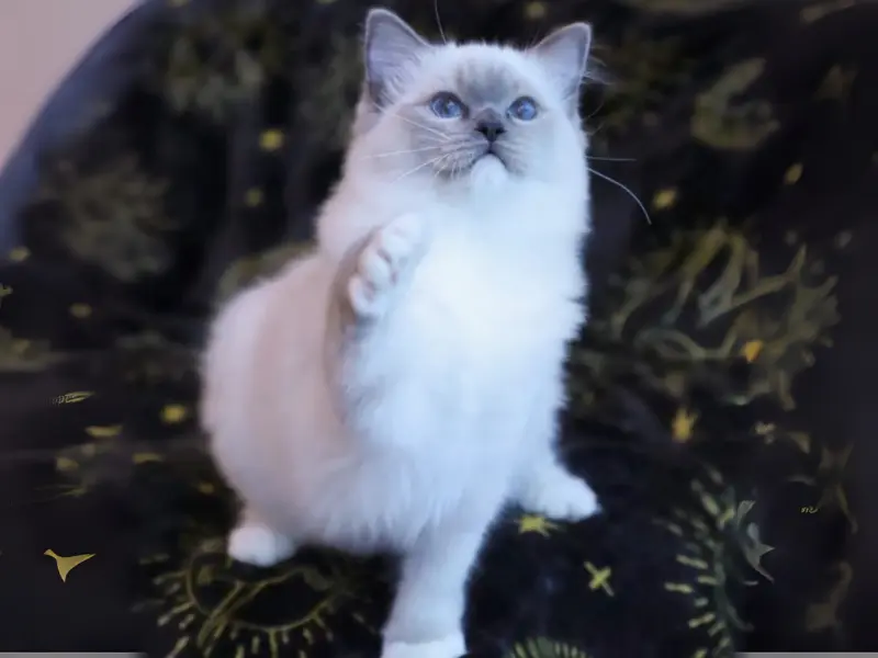 Rare blue point ragdolls cat