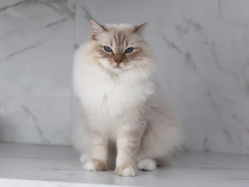 Rare breed lilac lynx ragdoll cat