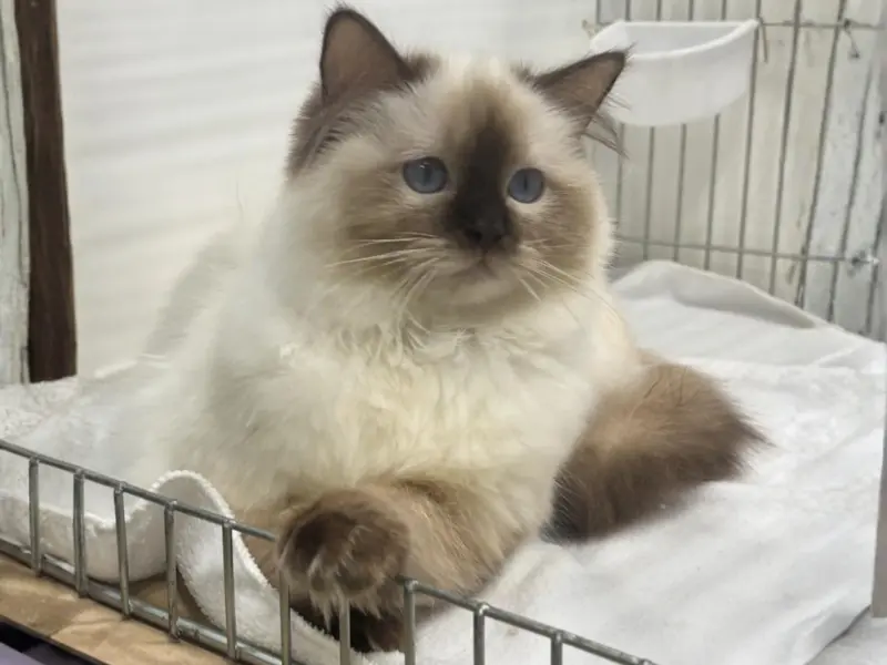 Rare variations in chocolate ragdoll