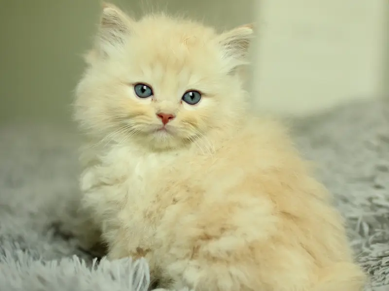 Rare Cream Ragdoll Variation Rare variations in cream ragdolls