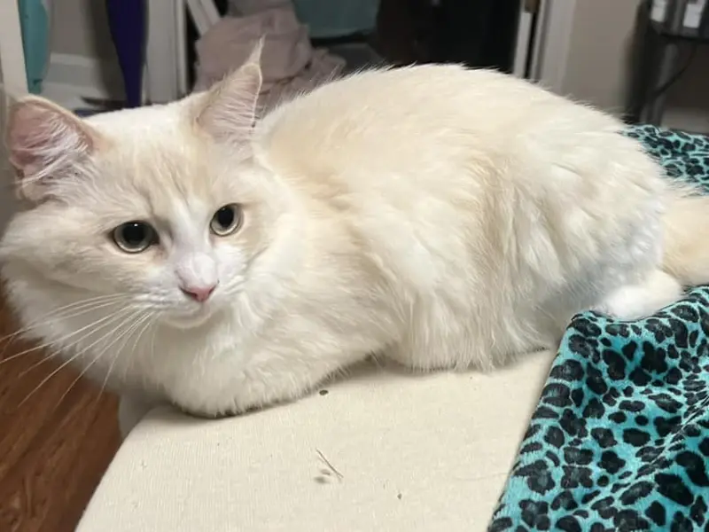 Mink lilac ragdoll rare cat