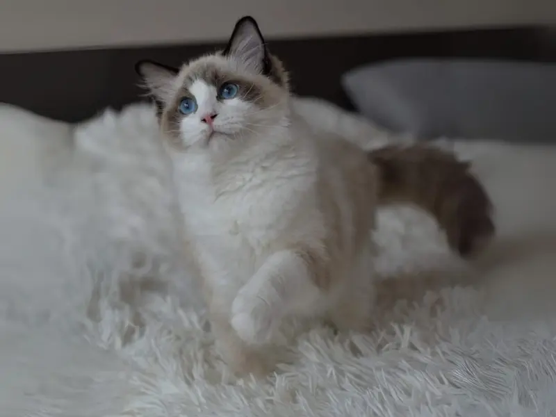 Seal Point Ragdoll Variants