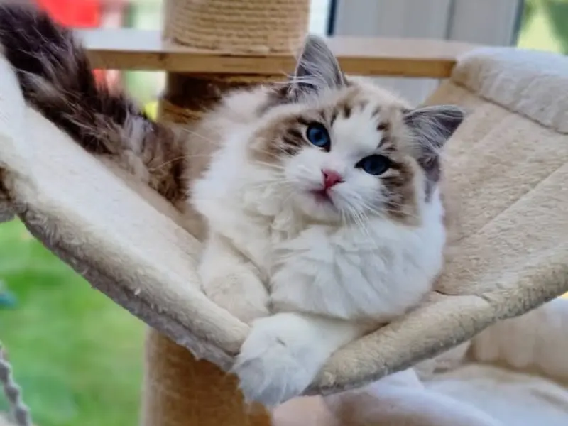seal ragdoll lynx bicolor grooming