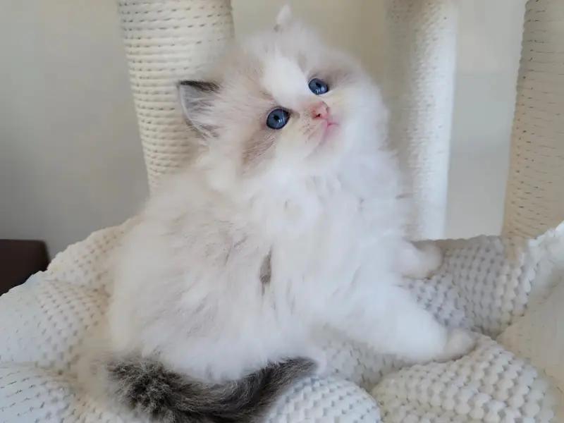 seal bicolor lynx ragdoll kittenhood